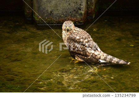 Northern goshawk chick bathing Northern goshawk chick bathing 135234799