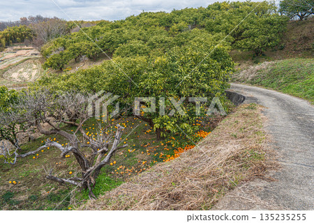 Asuka orchard in winter, Asuka Village, Nara Prefecture 135235255