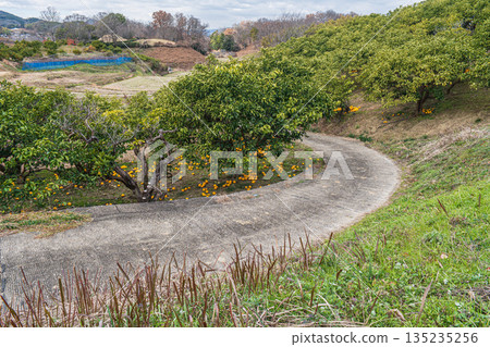 冬季的飛鳥山田和果園,奈良縣飛鳥村 冬季的飛鳥山田和果園,奈良縣飛鳥村 135235256