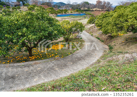 冬季的飛鳥村，奈良縣 135235261