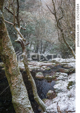 Winter's Kikuchi Valley Winter's Kikuchi Valley 135235664