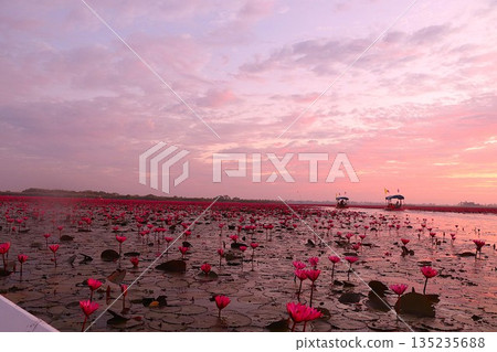 塔萊布阿登：一片壯觀的紅色蓮花海 135235688