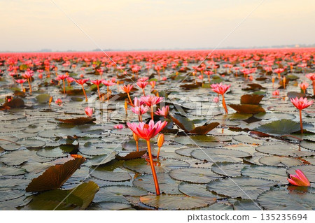 塔萊布阿登：一片壯觀的紅色蓮花海 135235694