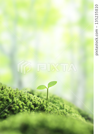 New life sprouting on moss - Image of nature and eco New life sprouting on moss - Image of nature and eco 135235810