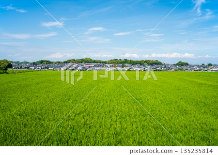 夏日晴空下的鄉村景色（三重縣四日市市） 135235814