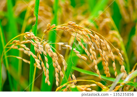 Rice. A large area of rice seedlings growing in the fields of Korea. 135235856