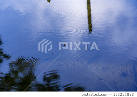 青池中的水黽－泛起漣漪 135235858