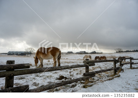 馬兒在白雪皚皚的阿蘇平原上飛馳 馬兒在白雪皚皚的阿蘇平原上飛馳 135235882