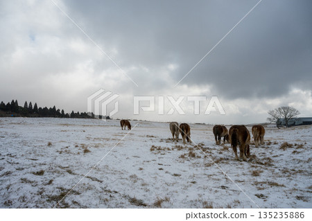 馬兒在白雪皚皚的阿蘇平原上飛馳 馬兒在白雪皚皚的阿蘇平原上飛馳 135235886