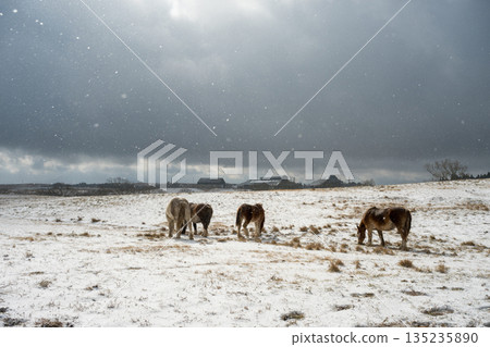 Horses galloping across the snowy Aso plains 135235890