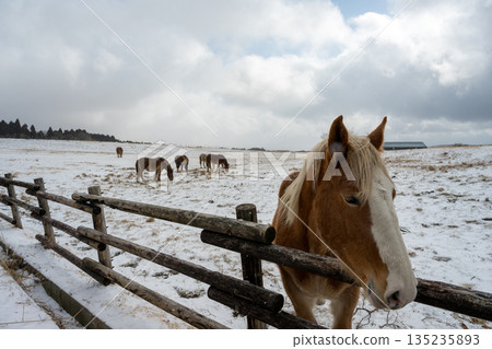 馬兒在白雪皚皚的阿蘇平原上飛馳 馬兒在白雪皚皚的阿蘇平原上飛馳 135235893