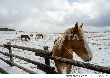 馬兒在白雪皚皚的阿蘇平原上飛馳 馬兒在白雪皚皚的阿蘇平原上飛馳 135235894