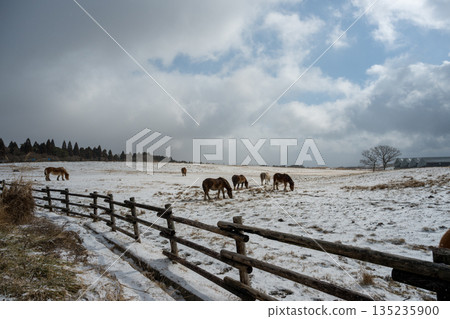 馬兒在白雪皚皚的阿蘇平原上飛馳 馬兒在白雪皚皚的阿蘇平原上飛馳 135235900