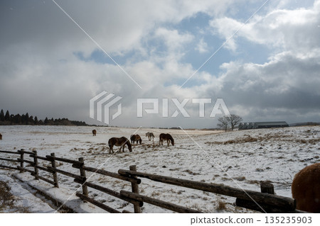 Horses galloping across the snowy Aso plains 135235903