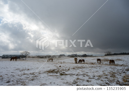 Horses galloping across the snowy Aso plains Horses galloping across the snowy Aso plains 135235905