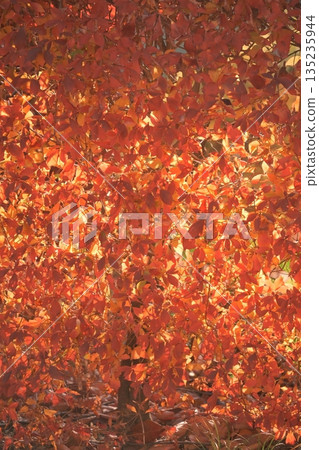Beautiful, vibrantly colored autumn leaves Beautiful, vibrantly colored autumn leaves 135235944