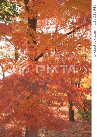 Beautiful, vibrantly colored autumn leaves Beautiful, vibrantly colored autumn leaves 135235945