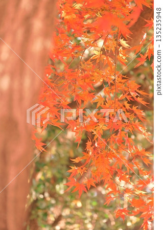 Beautiful, vibrantly colored autumn leaves 135235948