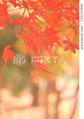 Beautiful, vibrantly colored autumn leaves 135235949