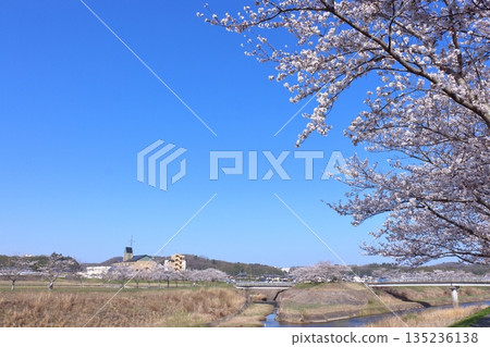 (Springtime Stories) Cherry Blossom News from Around Japan 135236138