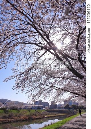 (春日故事)日本各地櫻花新聞 (春日故事)日本各地櫻花新聞 135236160
