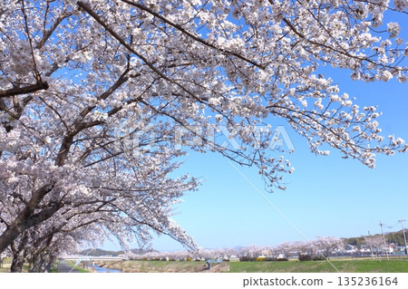(Springtime Stories) Cherry Blossom News from Around Japan (Springtime Stories) Cherry Blossom News from Around Japan 135236164