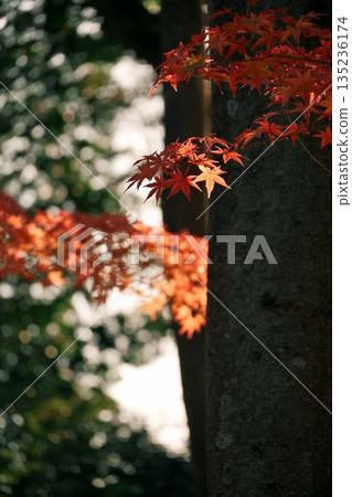 Beautiful, vibrantly colored autumn leaves Beautiful, vibrantly colored autumn leaves 135236174