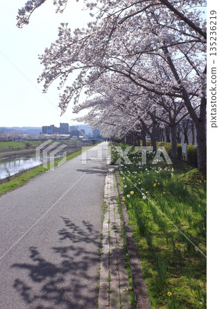 (Springtime Stories) Cherry Blossom News from Around Japan (Springtime Stories) Cherry Blossom News from Around Japan 135236219