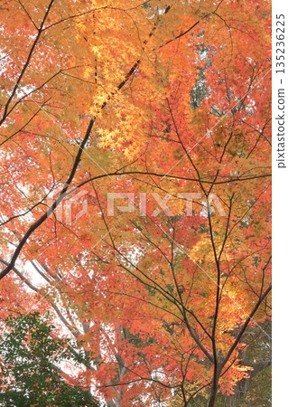 美麗的、色彩繽紛的秋葉 美麗的、色彩繽紛的秋葉 135236225