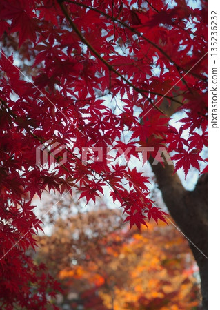 Beautiful, vibrantly colored autumn leaves 135236232
