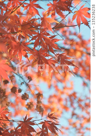 Beautiful, vibrantly colored autumn leaves Beautiful, vibrantly colored autumn leaves 135236238