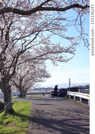 (Springtime Stories) Cherry Blossom News from Around Japan (Springtime Stories) Cherry Blossom News from Around Japan 135236245