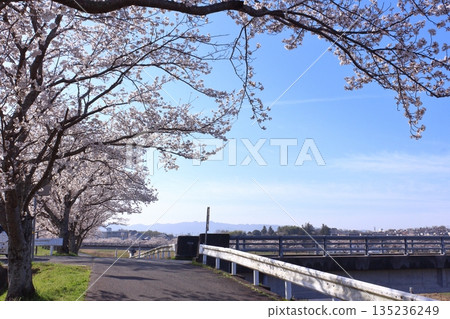 (Springtime Stories) Cherry Blossom News from Around Japan (Springtime Stories) Cherry Blossom News from Around Japan 135236249