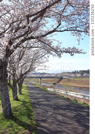 (Springtime Stories) Cherry Blossom News from Around Japan (Springtime Stories) Cherry Blossom News from Around Japan 135236250