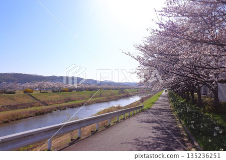(Springtime Stories) Cherry Blossom News from Around Japan (Springtime Stories) Cherry Blossom News from Around Japan 135236251