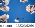 Looking up at the cherry blossoms 135236260