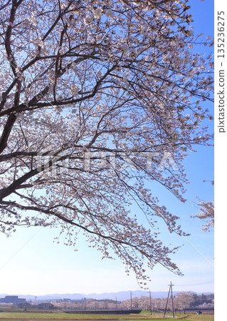 (Springtime Stories) Cherry Blossom News from Around Japan (Springtime Stories) Cherry Blossom News from Around Japan 135236275