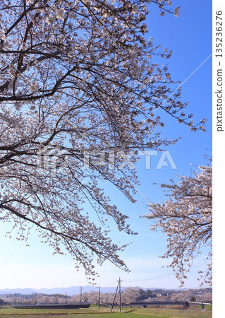 (春日故事)日本各地櫻花新聞 (春日故事)日本各地櫻花新聞 135236276