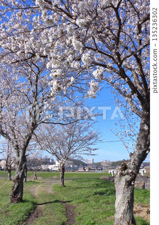(Springtime Stories) Cherry Blossom News from Around Japan 135236302
