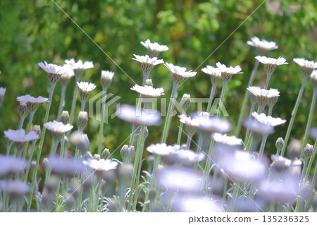 白花盛開的地方 白花盛開的地方 135236325