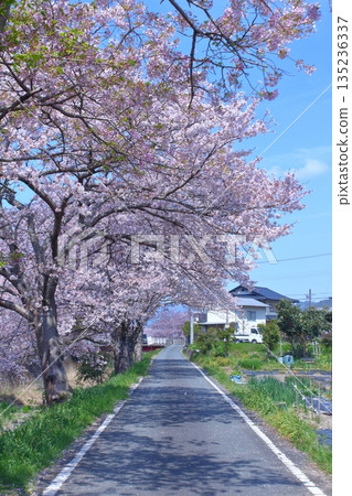 （春日故事）日本各地櫻花新聞 135236337