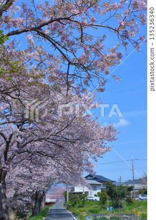 （春日故事）日本各地櫻花新聞 135236340