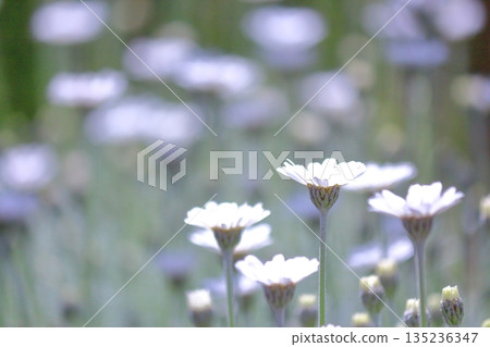 白花盛開的地方 135236347