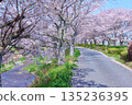 (Springtime Stories) Cherry Blossom News from Around Japan 135236395