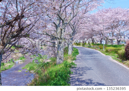 (Springtime Stories) Cherry Blossom News from Around Japan (Springtime Stories) Cherry Blossom News from Around Japan 135236395
