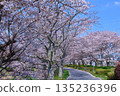 (Springtime Stories) Cherry Blossom News from Around Japan 135236396