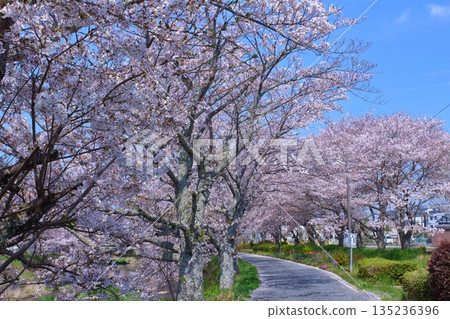 (Springtime Stories) Cherry Blossom News from Around Japan (Springtime Stories) Cherry Blossom News from Around Japan 135236396
