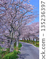 (Springtime Stories) Cherry Blossom News from Around Japan 135236397