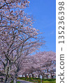 (Springtime Stories) Cherry Blossom News from Around Japan 135236398