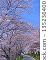 (Springtime Stories) Cherry Blossom News from Around Japan 135236400